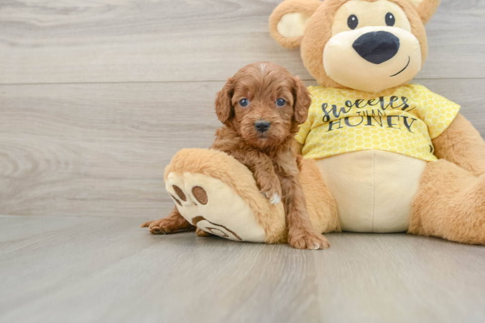 Smart Cavapoo Poodle Mix Pup