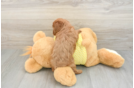 Playful Cavapoodle Poodle Mix Puppy