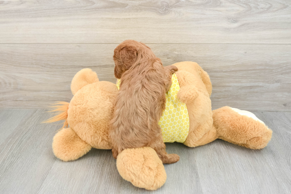Playful Cavapoodle Poodle Mix Puppy