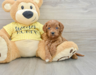 8 week old Cavapoo Puppy For Sale - Premier Pups