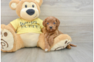 Cavapoo Puppy for Adoption