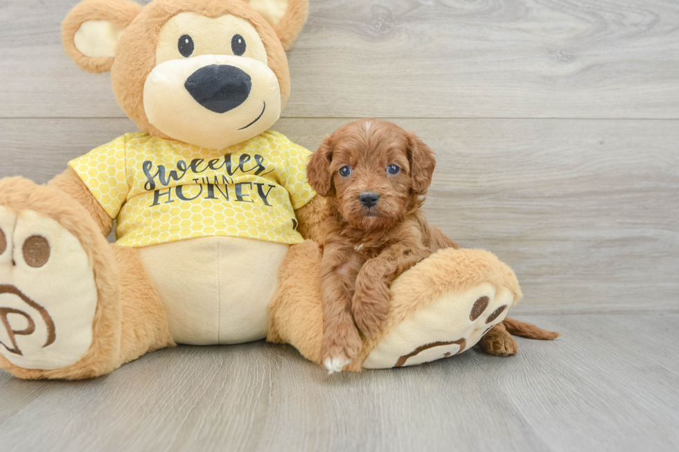 Cavapoo Puppy for Adoption