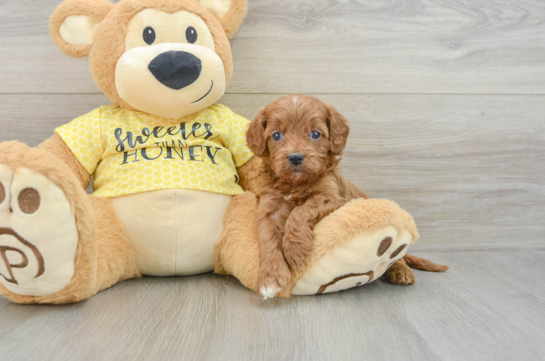 Cavapoo Puppy for Adoption