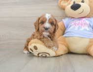 7 week old Cavapoo Puppy For Sale - Premier Pups
