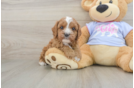 Cavapoo Pup Being Cute