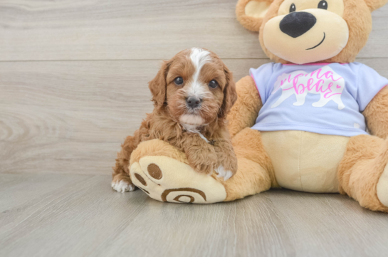Cavapoo Pup Being Cute