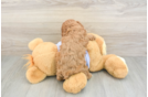 Cavapoo Puppy for Adoption