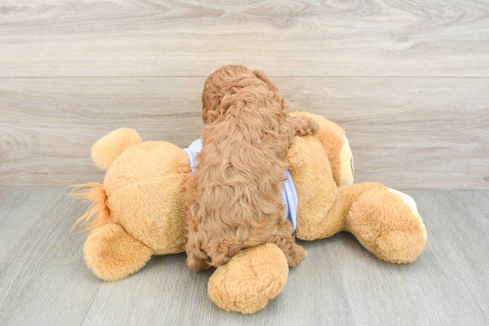 Cavapoo Puppy for Adoption