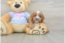 Cavapoo Pup Being Cute