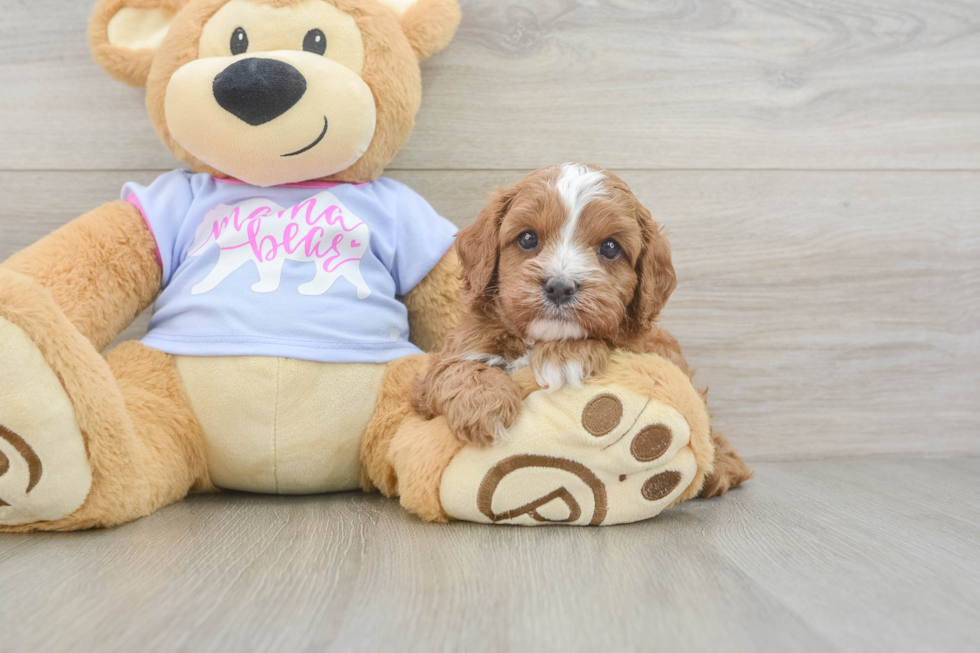 Cavapoo Pup Being Cute