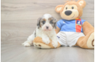 Cavapoo Pup Being Cute