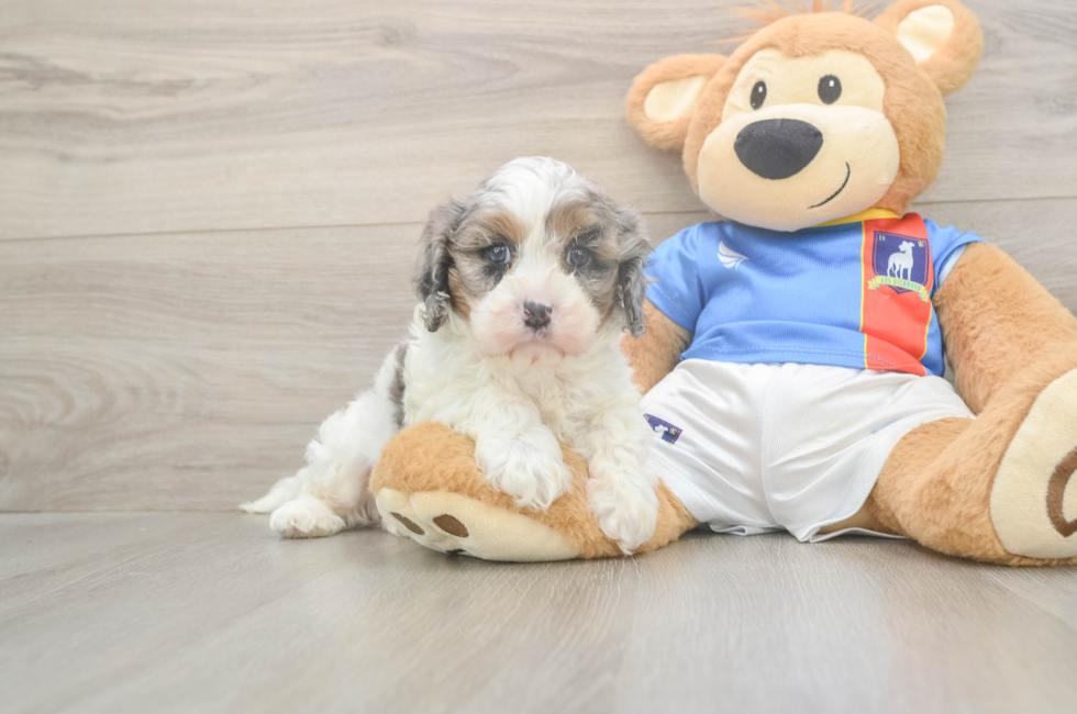 5 week old Cavapoo Puppy For Sale - Premier Pups