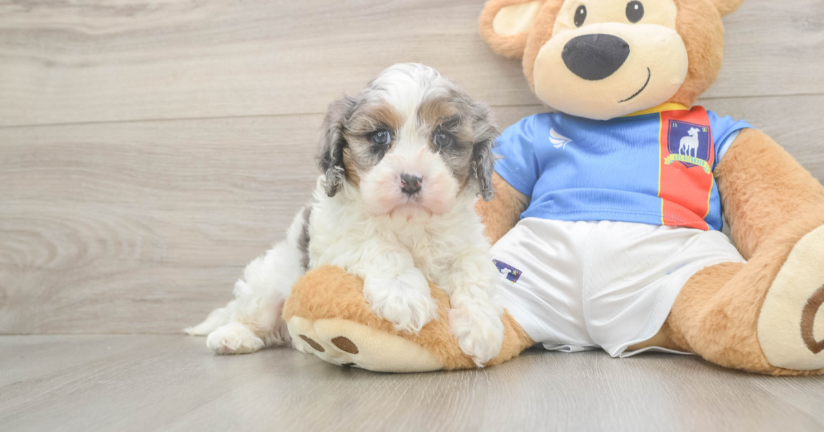 Smart Cavapoo Uno: 7lb 0oz Doodle Puppy