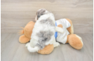 Cavapoo Puppy for Adoption
