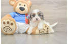 Cavapoo Pup Being Cute
