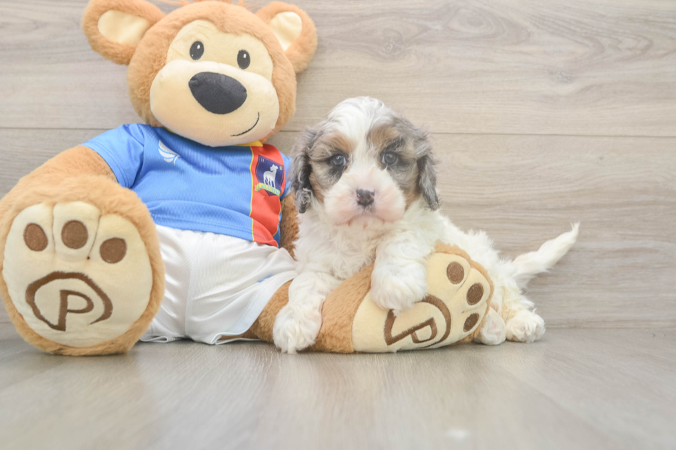 Cavapoo Pup Being Cute