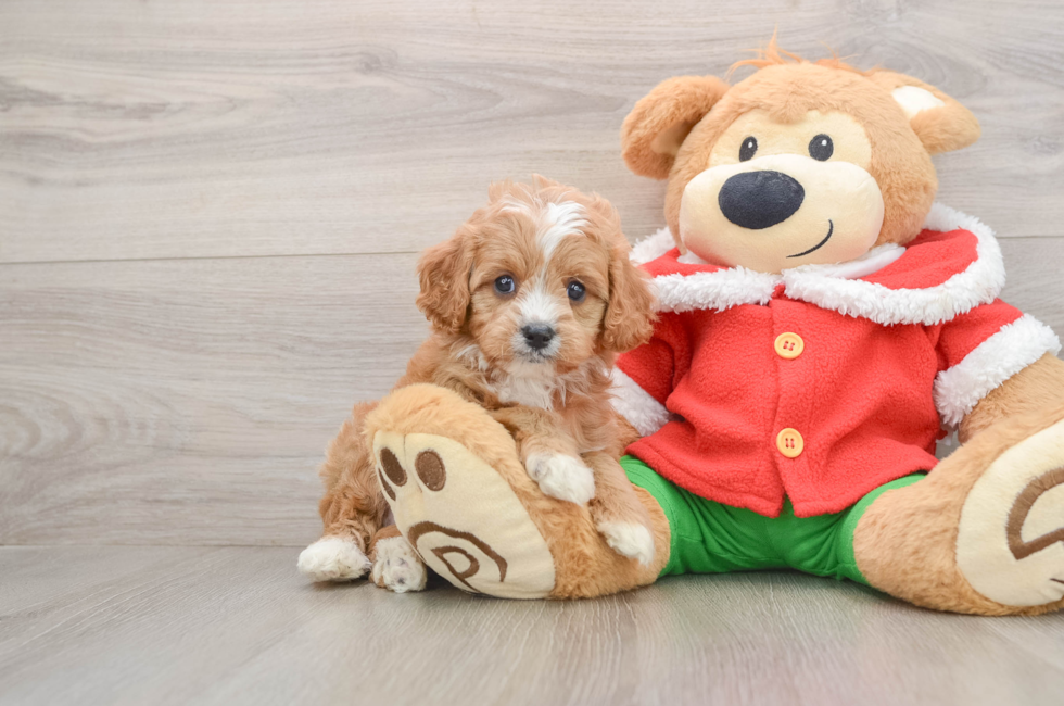5 week old Cavapoo Puppy For Sale - Premier Pups