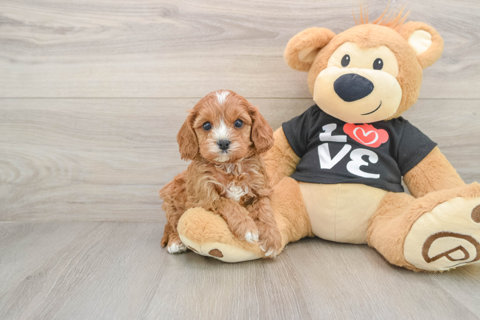 Cavapoo Puppy for Adoption