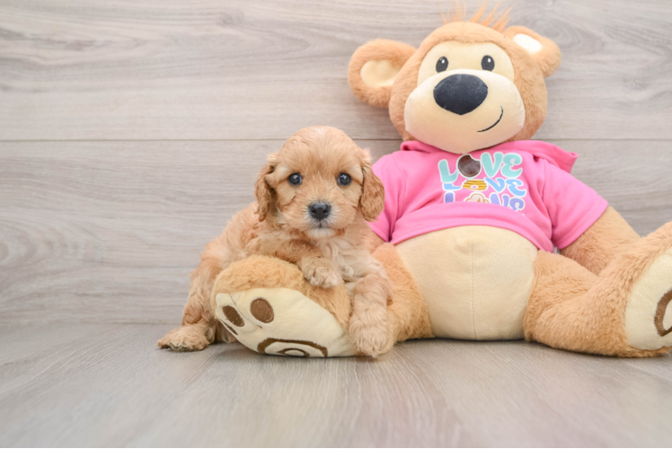 Popular Cavapoo Poodle Mix Pup