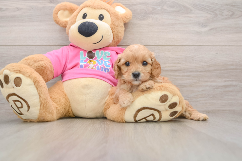 Little Cavipoo Poodle Mix Puppy