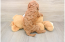 Petite Cavapoo Poodle Mix Pup