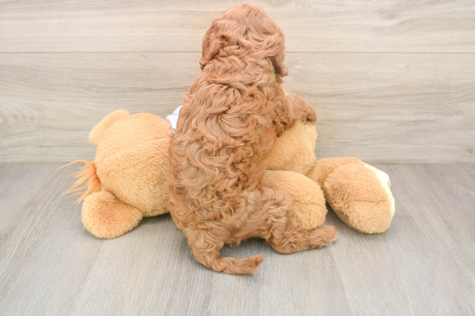 Petite Cavapoo Poodle Mix Pup
