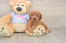 Cavapoo Pup Being Cute