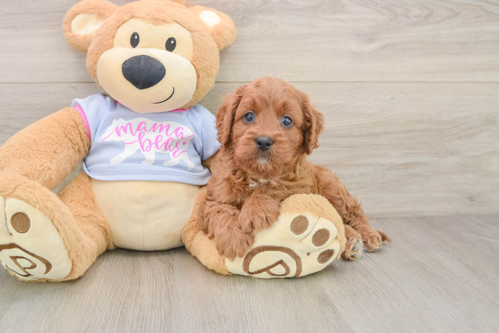 Cavapoo Pup Being Cute