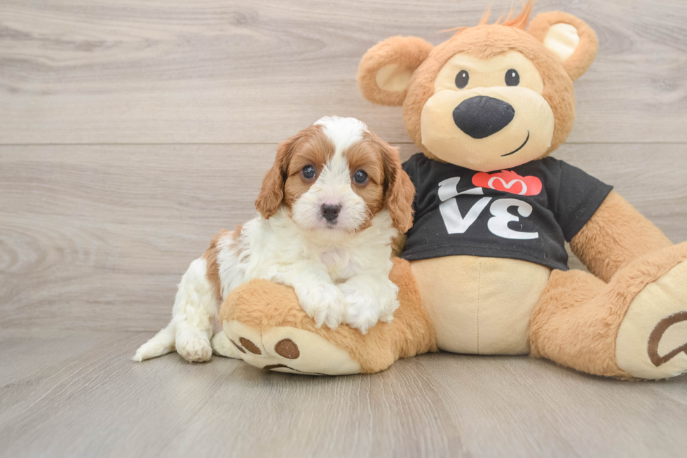 Little Cavipoo Poodle Mix Puppy