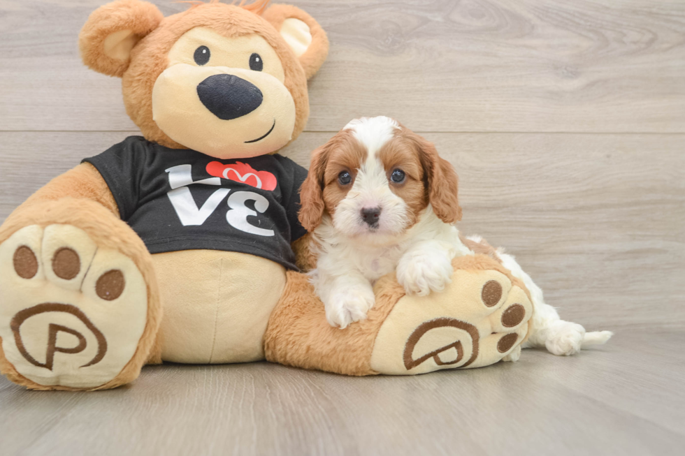 Fluffy Cavapoo Poodle Mix Pup