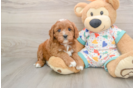 Little Cavipoo Poodle Mix Puppy