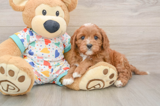 Happy Cavapoo Baby