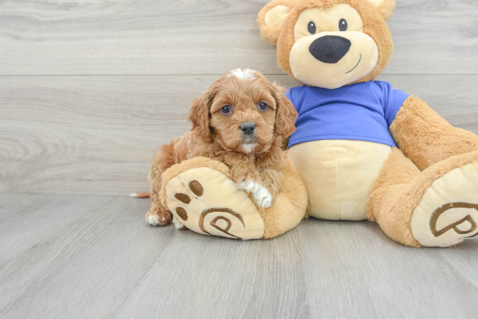 Energetic Cavoodle Poodle Mix Puppy