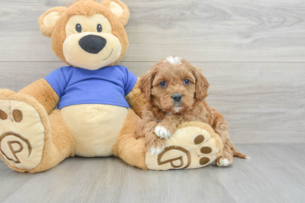 Best Cavapoo Baby