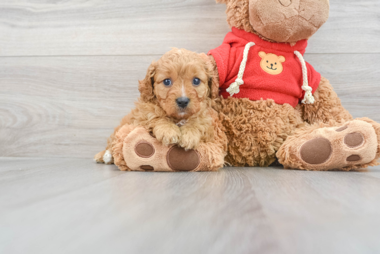 Best Cavapoo Baby