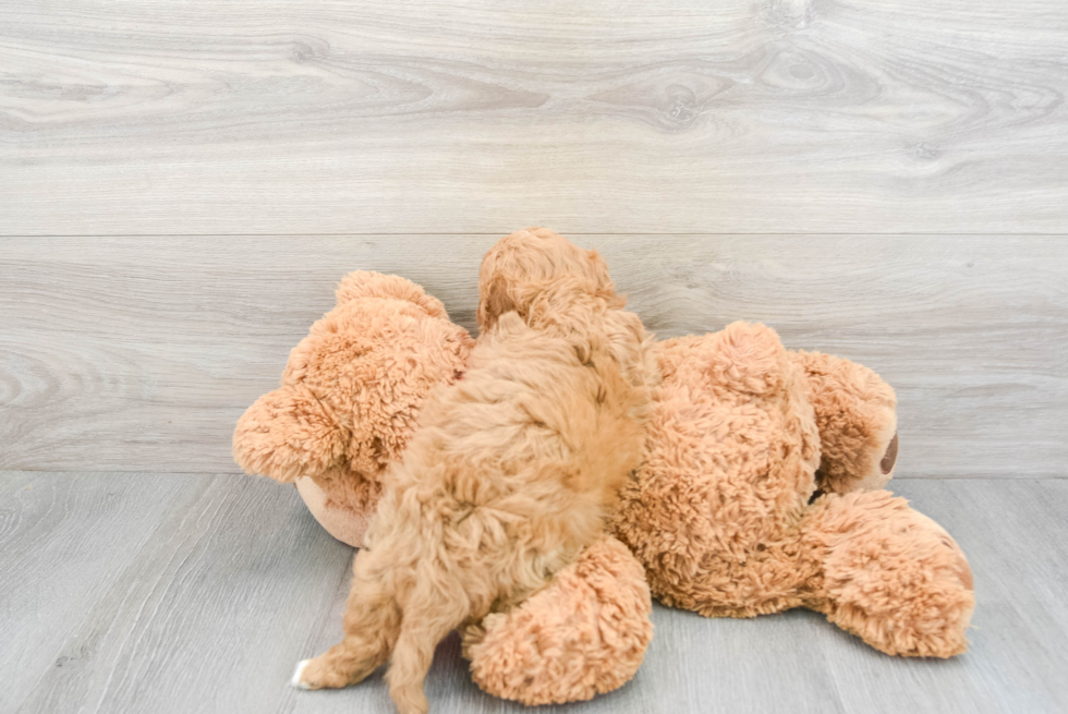 Playful Cavoodle Poodle Mix Puppy