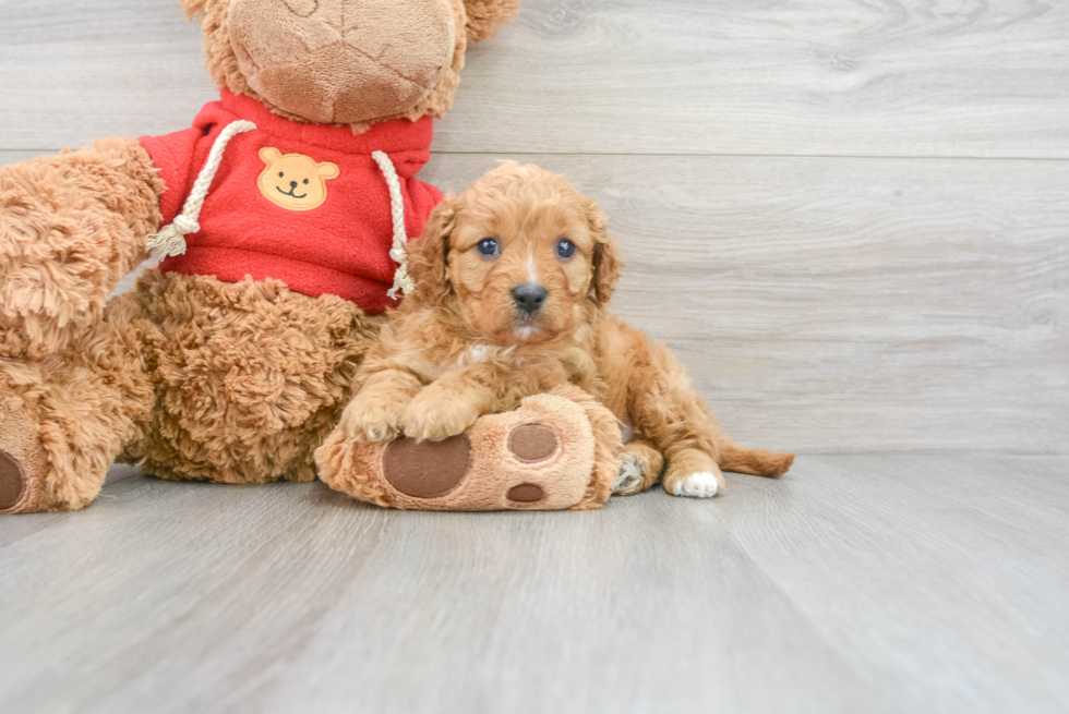 Cavapoo Pup Being Cute