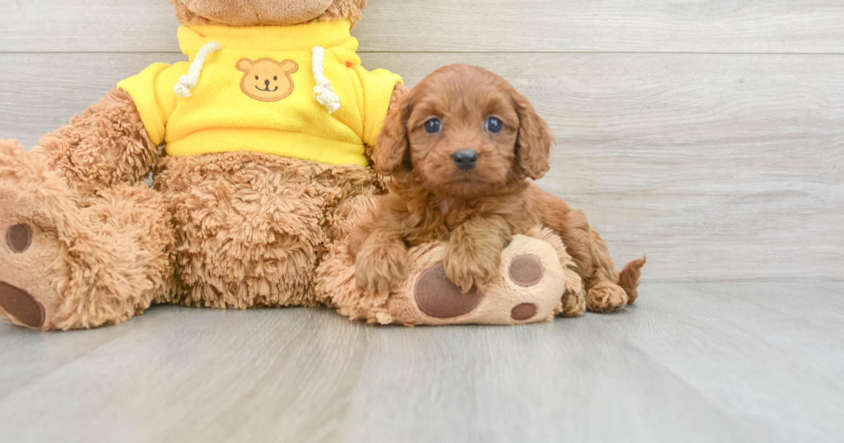 Smart Cavapoo Urban: 3lb 15oz Doodle Puppy