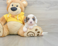 7 week old Cavapoo Puppy For Sale - Premier Pups