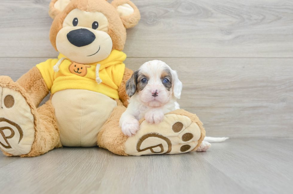 5 week old Cavapoo Puppy For Sale - Premier Pups