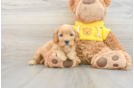 Smart Cavapoo Poodle Mix Pup