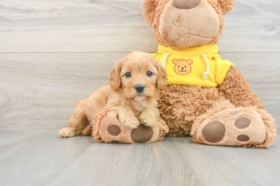 Smart Cavapoo Poodle Mix Pup