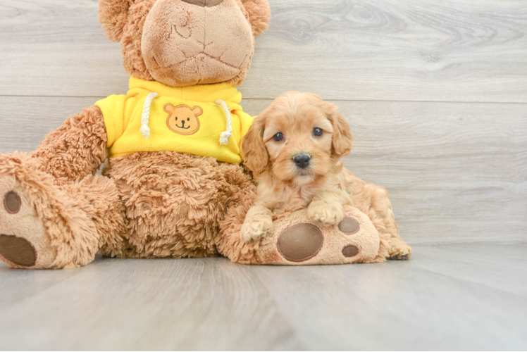 Hypoallergenic Cavadoodle Poodle Mix Puppy