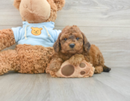 8 week old Cavapoo Puppy For Sale - Premier Pups