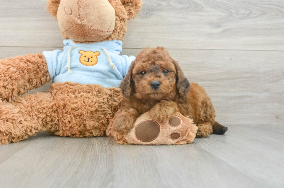 6 week old Cavapoo Puppy For Sale - Premier Pups