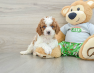 8 week old Cavapoo Puppy For Sale - Premier Pups