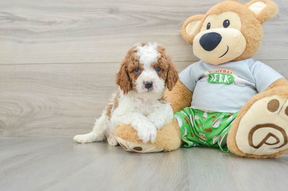 5 week old Cavapoo Puppy For Sale - Premier Pups