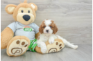 Friendly Cavapoo Baby