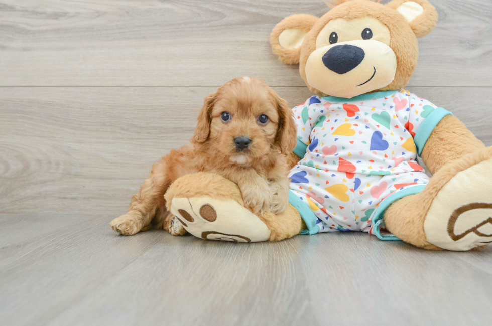 5 week old Cavapoo Puppy For Sale - Premier Pups