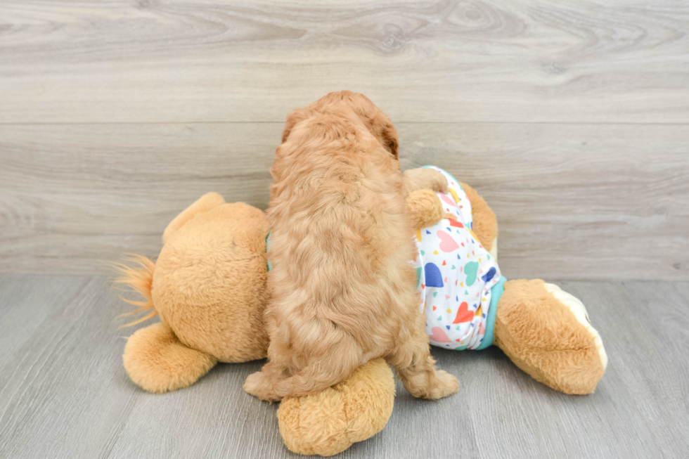 Little Cavipoo Poodle Mix Puppy